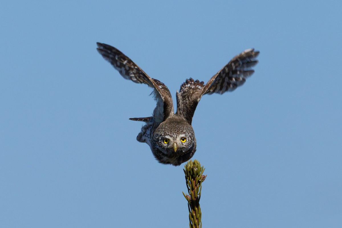 Eurasian Pygmy-Owl - ML633661271