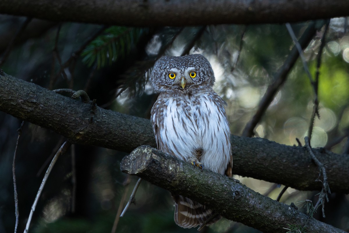 Eurasian Pygmy-Owl - ML633661272