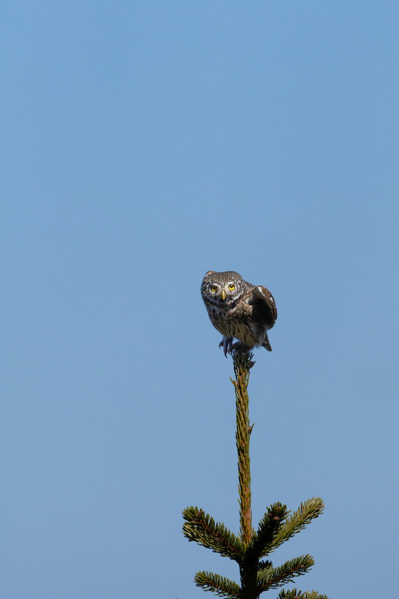 Eurasian Pygmy-Owl - ML633661273
