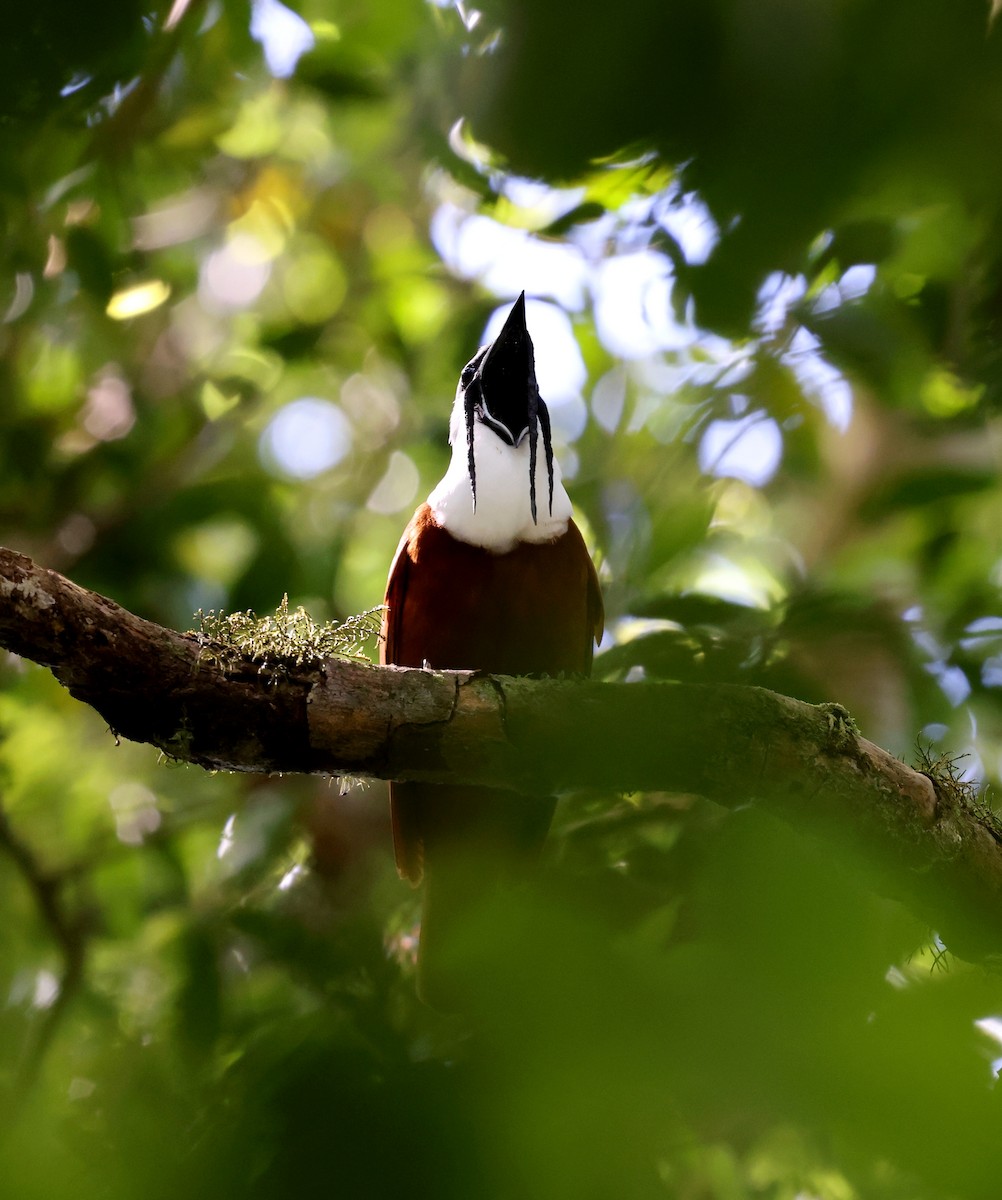 Three-wattled Bellbird - ML633661305