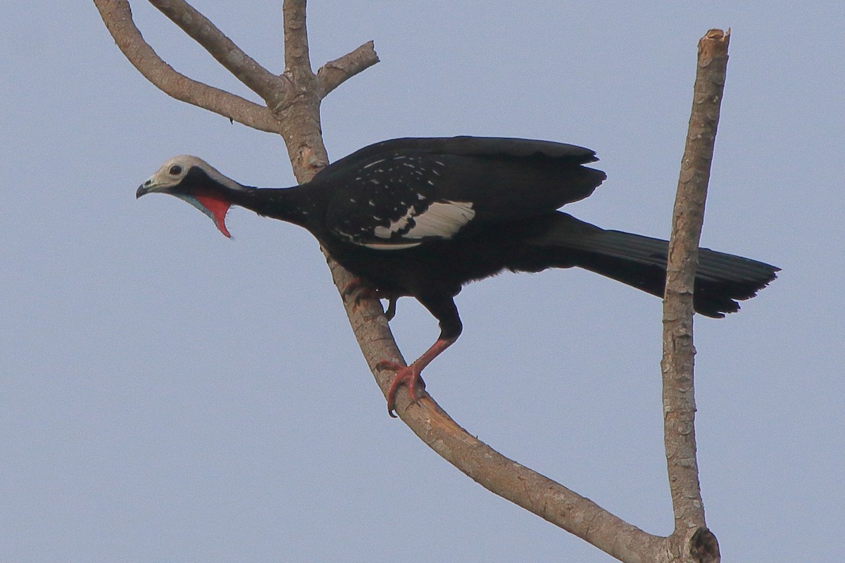Red-throated Piping-Guan (White-crested) - ML633661457