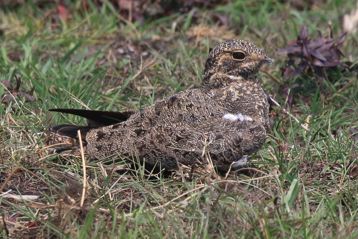 Short-tailed Nighthawk - ML633661486