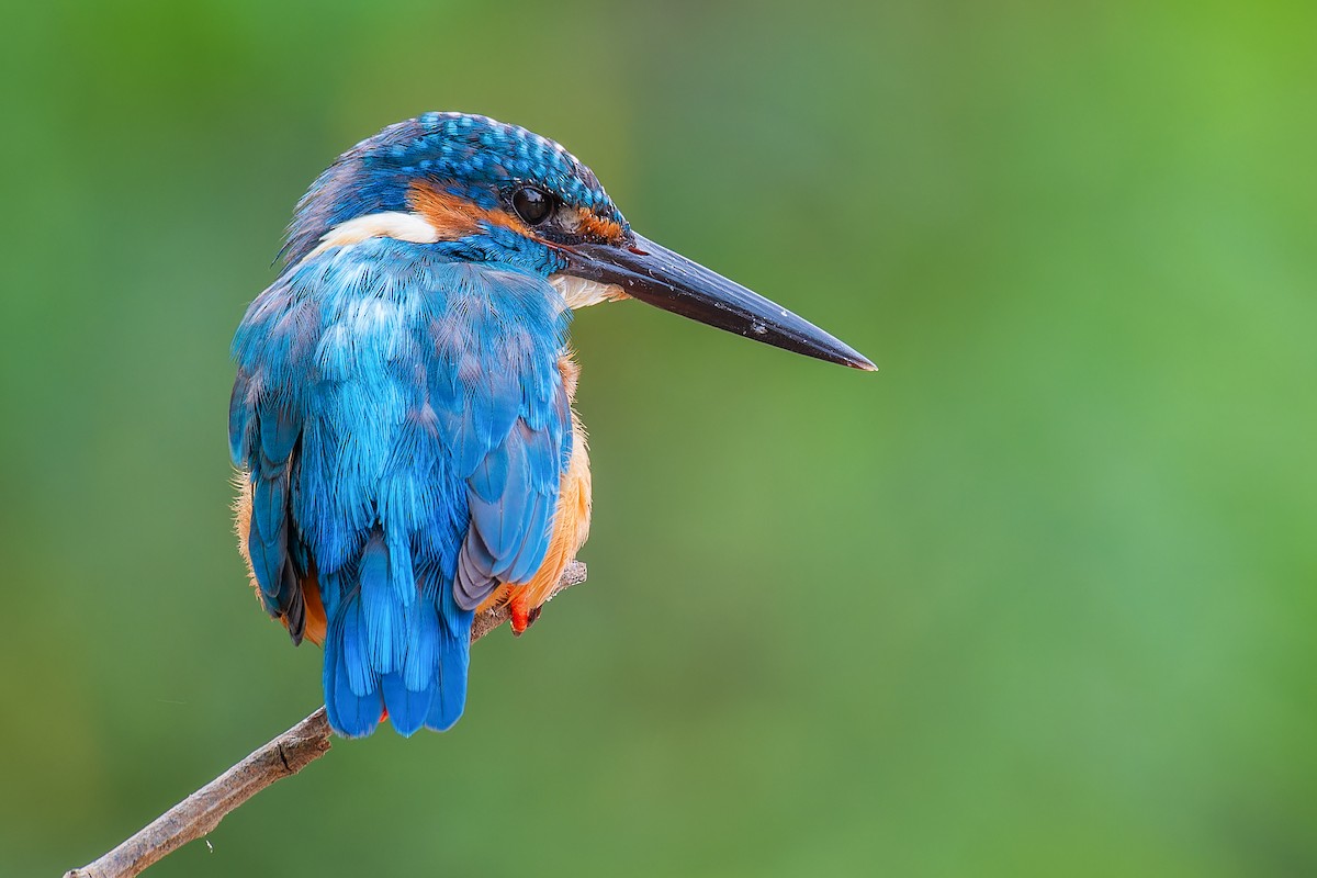 Common Kingfisher - ML633662099