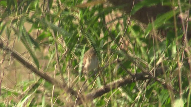 Chotoy Spinetail - ML633662104