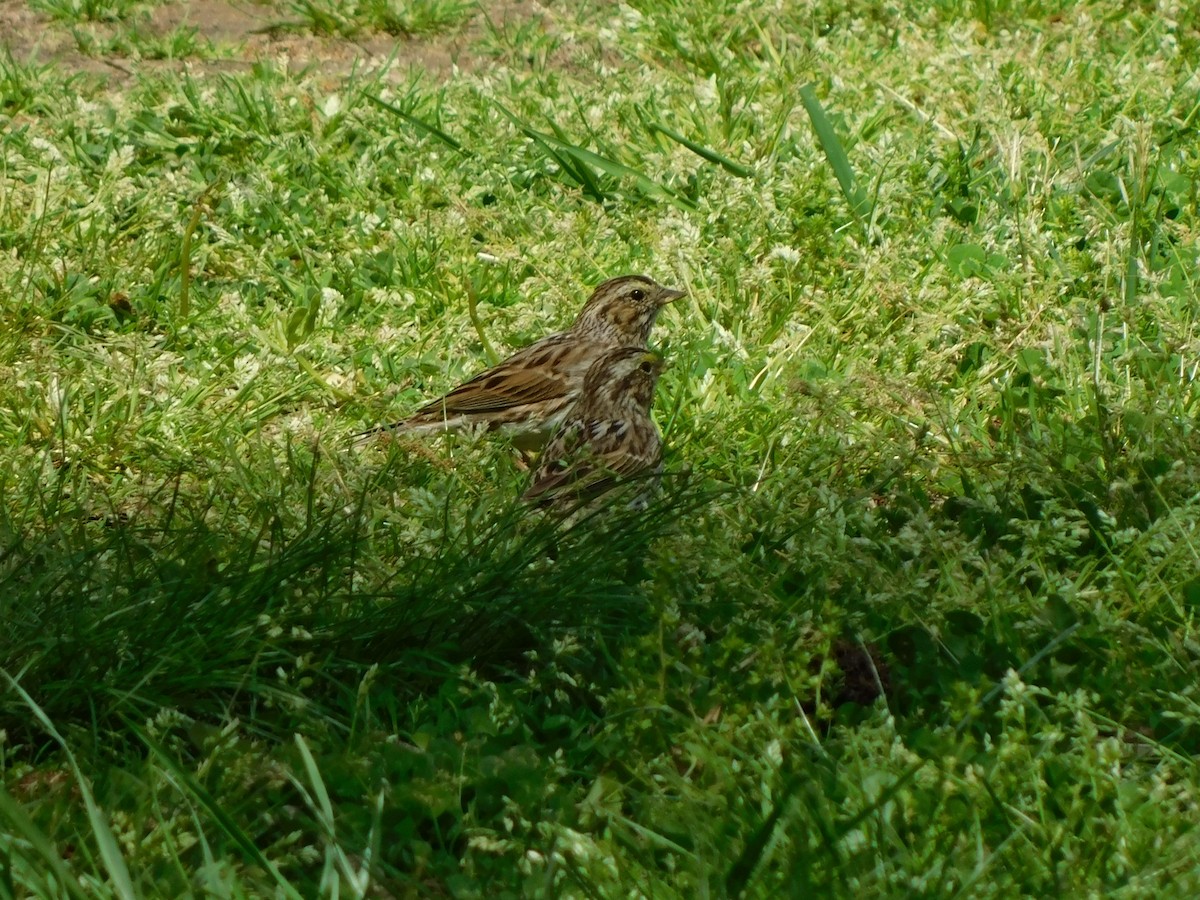 Savannah Sparrow - ML633662139