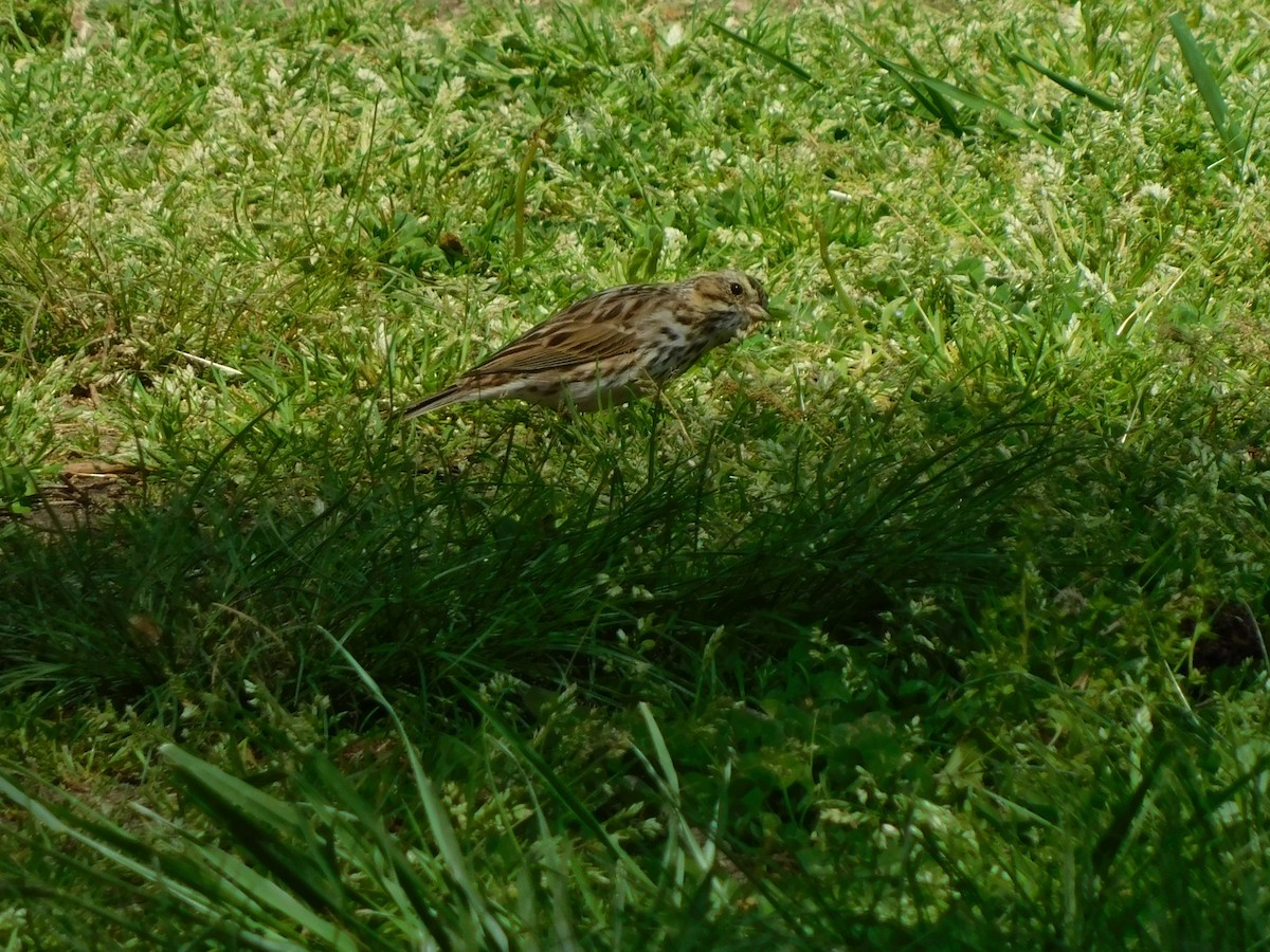 Savannah Sparrow - ML633662140