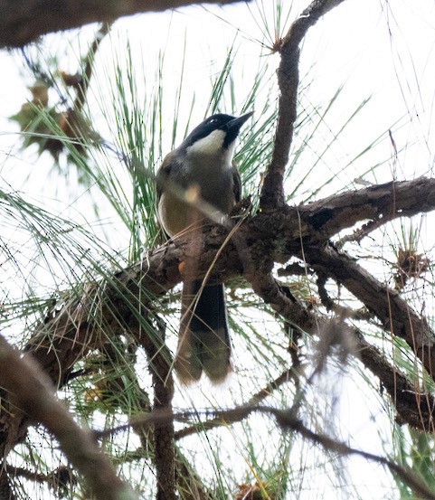 White-cheeked Laughingthrush - ML633662177