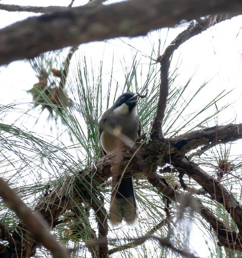 White-cheeked Laughingthrush - ML633662178