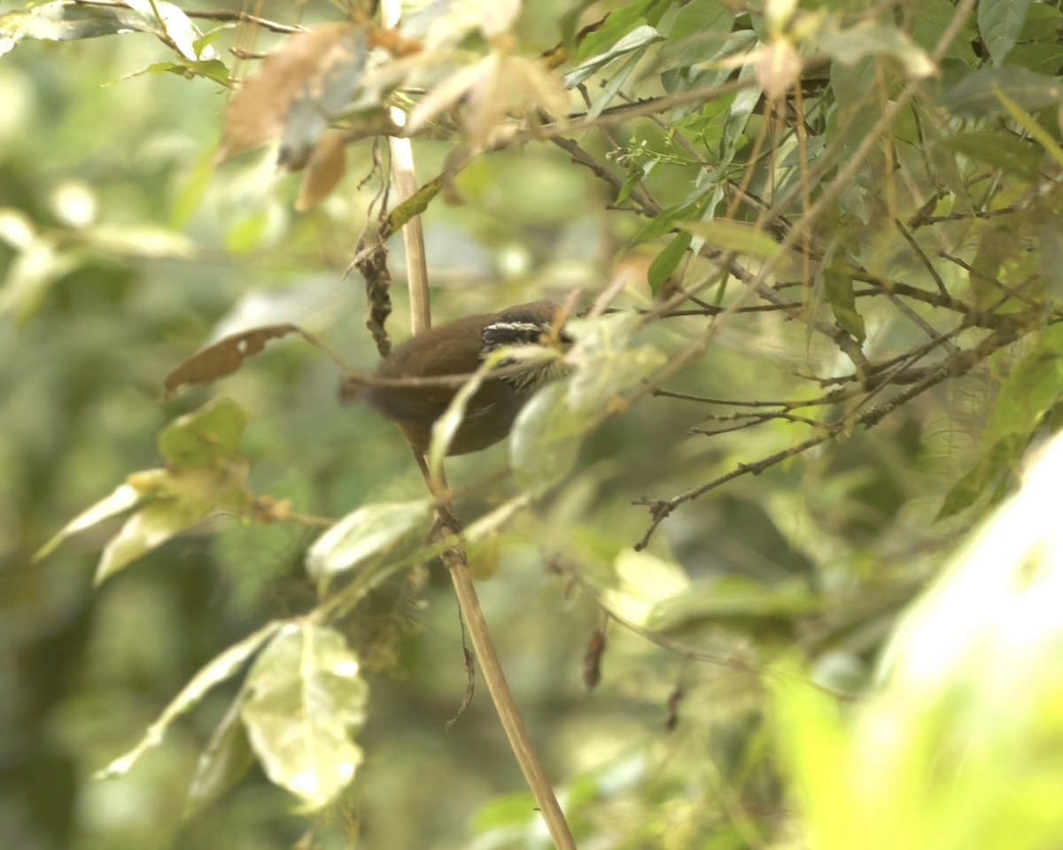 Gray-breasted Wood-Wren (Central American) - ML633662200