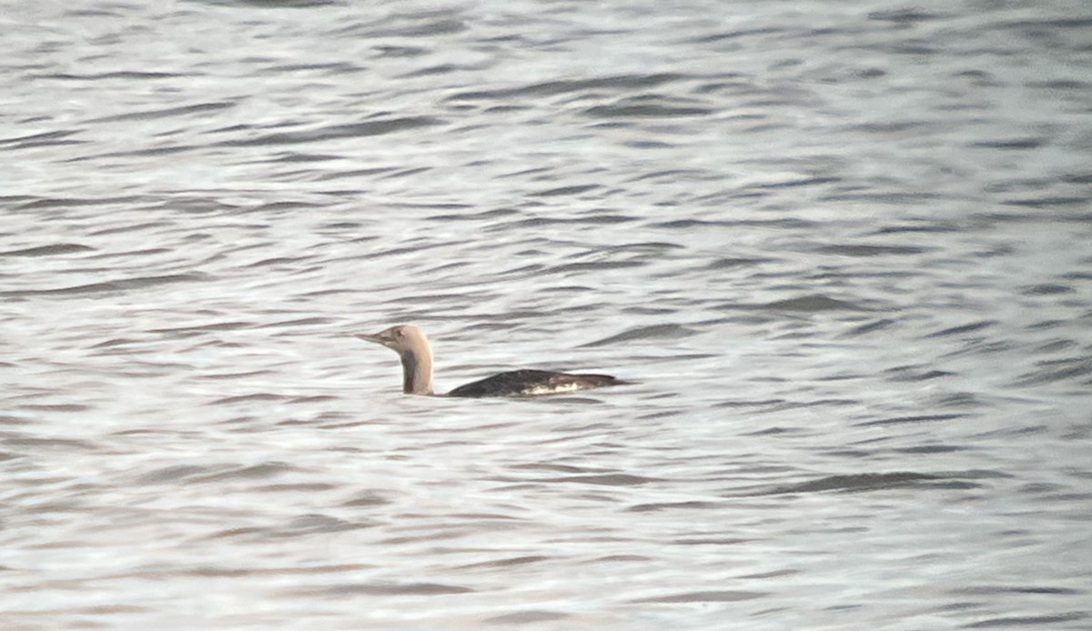 potáplice malá - ML633662247