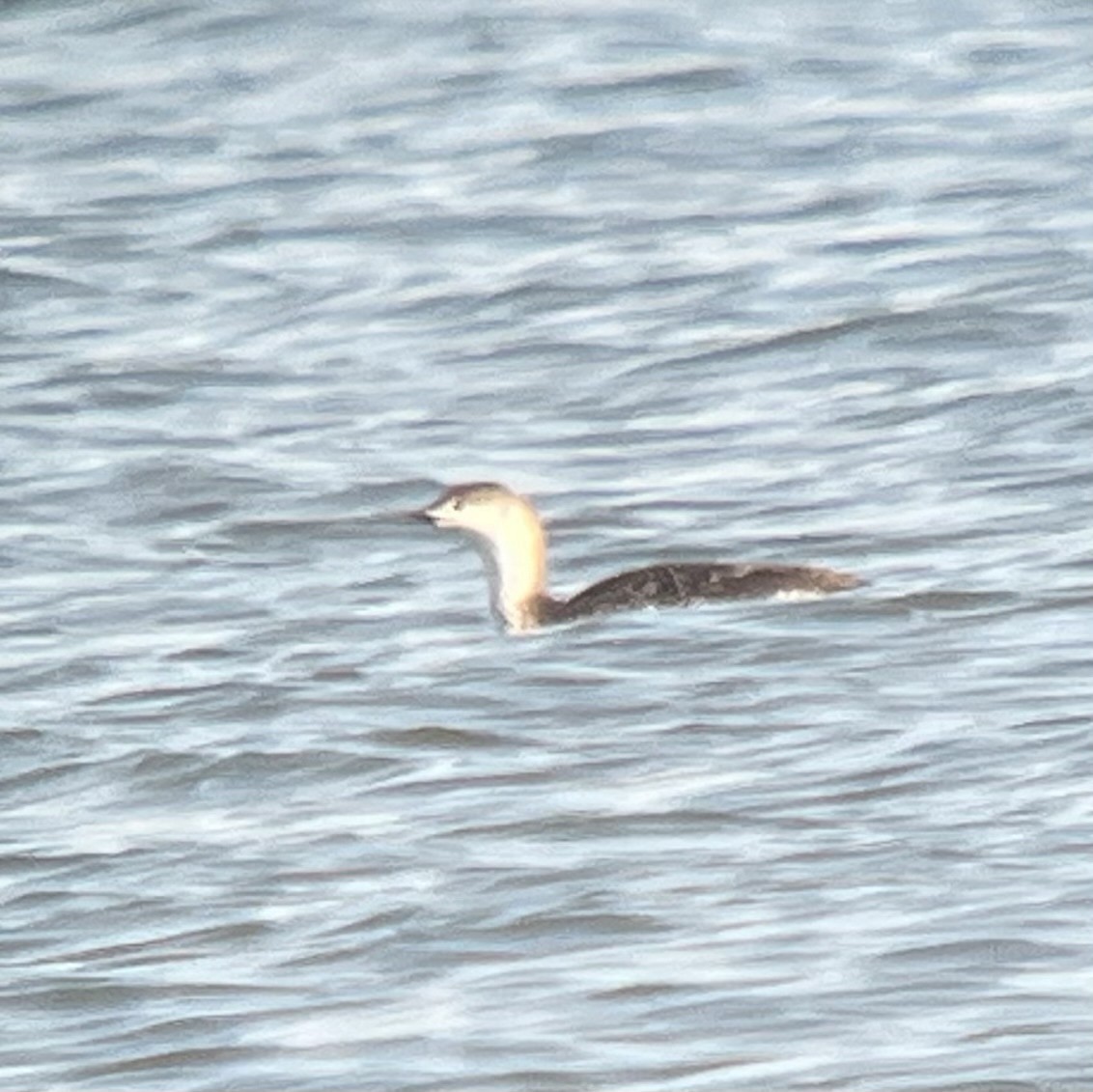 potáplice malá - ML633662248