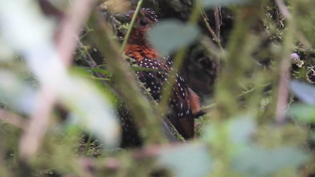 Ocellated Tapaculo - ML633662253