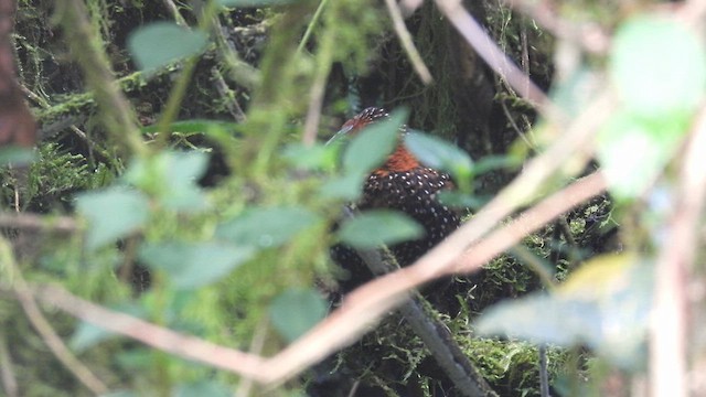 Ocellated Tapaculo - ML633662276