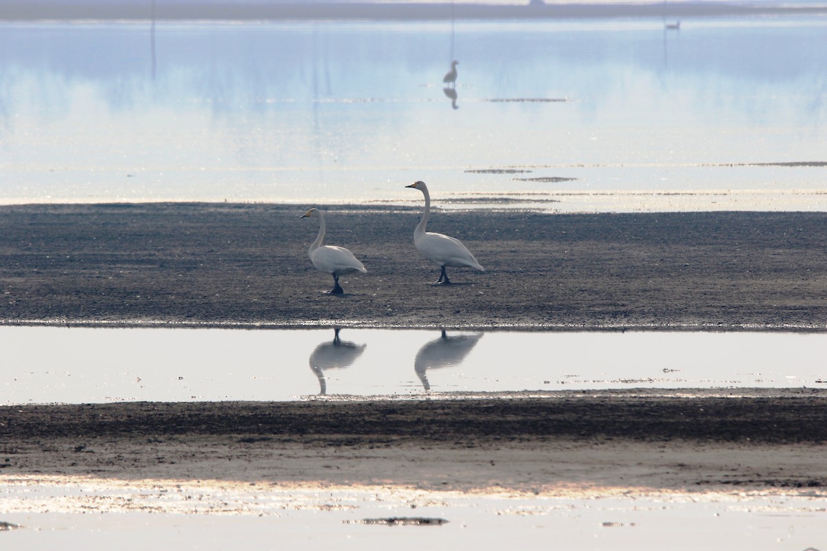 Whooper Swan - ML633662285