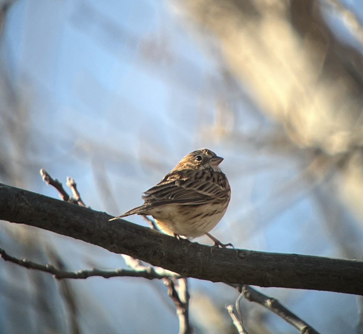 Vesper Sparrow - ML633662289
