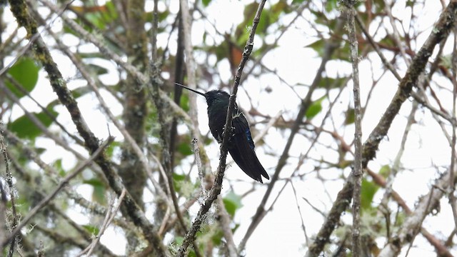 Blue-throated Starfrontlet - ML633662338