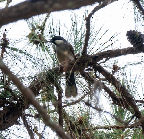 White-cheeked Laughingthrush - ML633662458