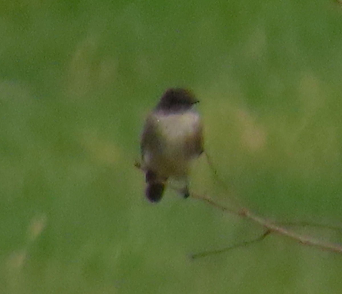 Eastern Phoebe - ML633662609