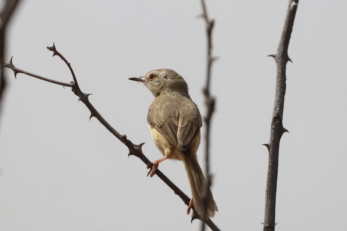 Prinia modeste - ML633662631