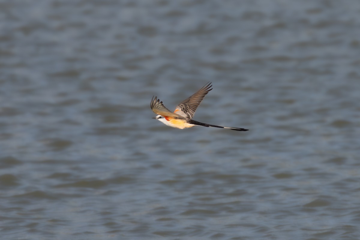 Scissor-tailed Flycatcher - ML633662719