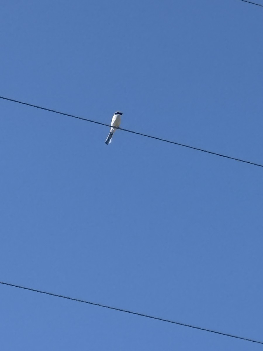 Loggerhead Shrike - ML633662721
