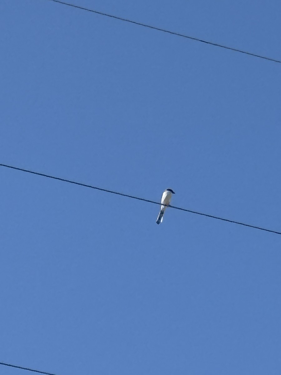 Loggerhead Shrike - ML633662722