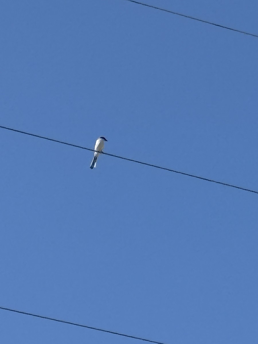 Loggerhead Shrike - ML633662723