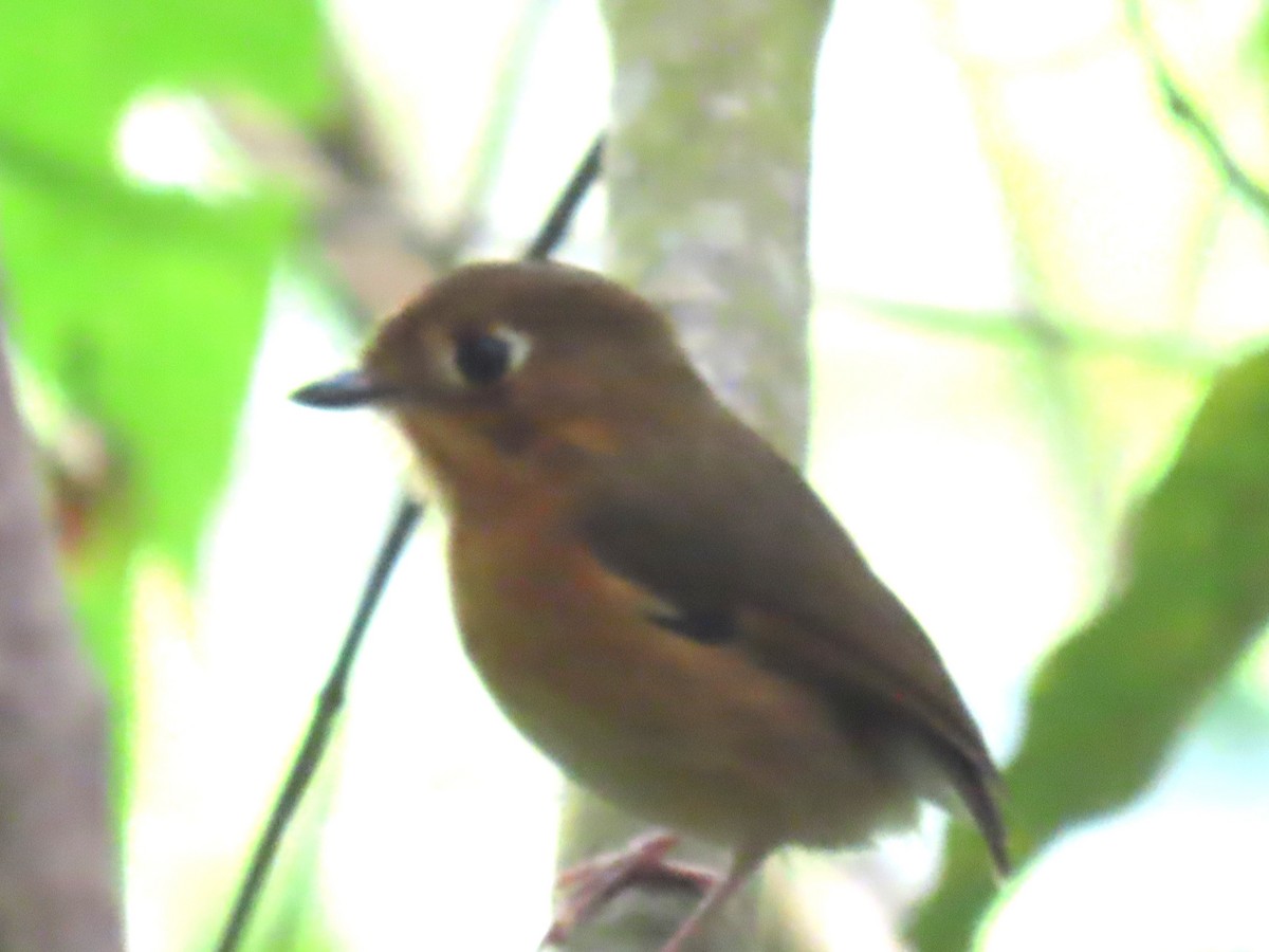 Rusty-breasted Antpitta (Rusty-breasted) - ML633662760