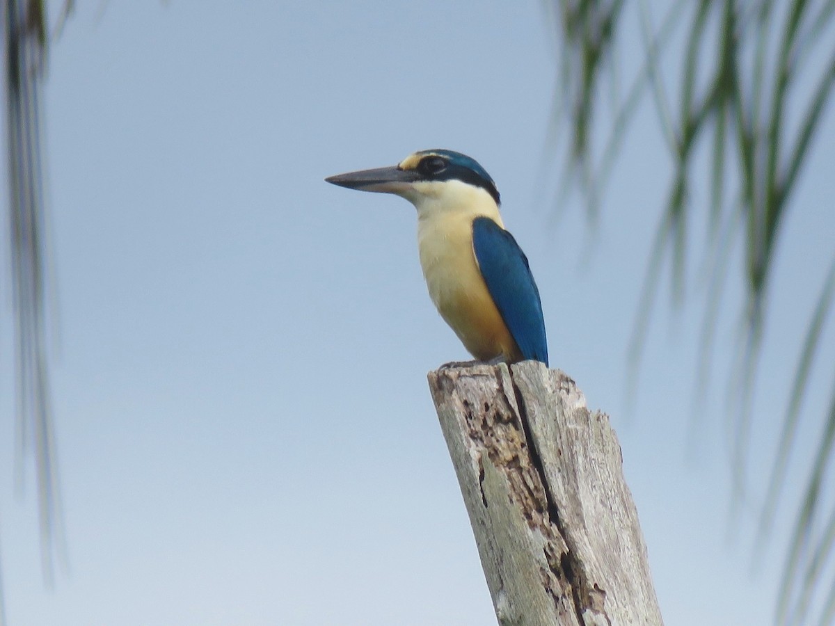 Melanesian Kingfisher - ML633662796