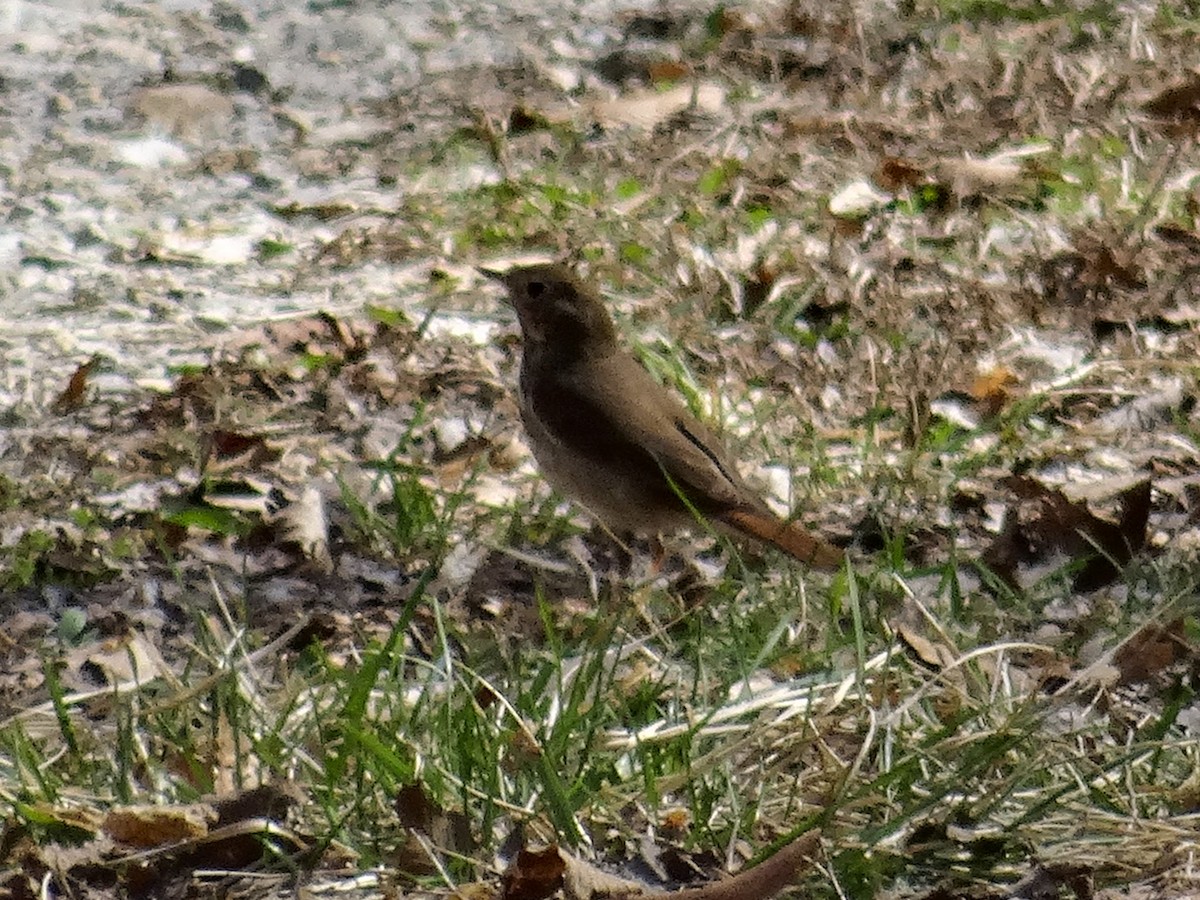 Hermit Thrush - ML633662819