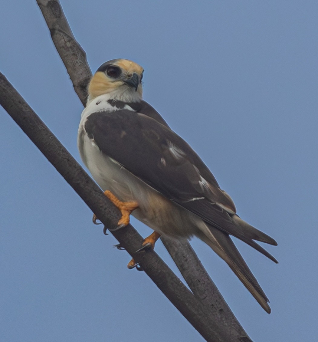 Pearl Kite - ML633662822