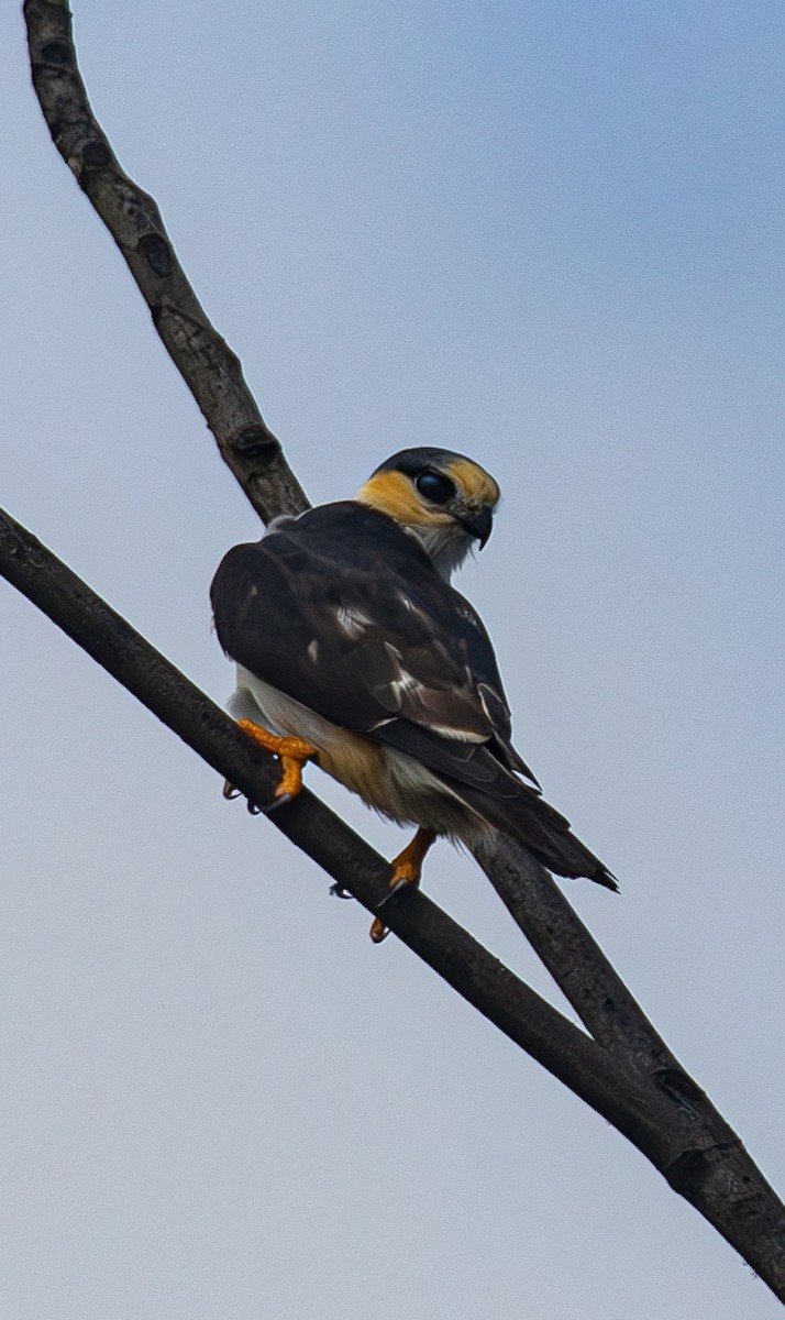 Pearl Kite - ML633662823