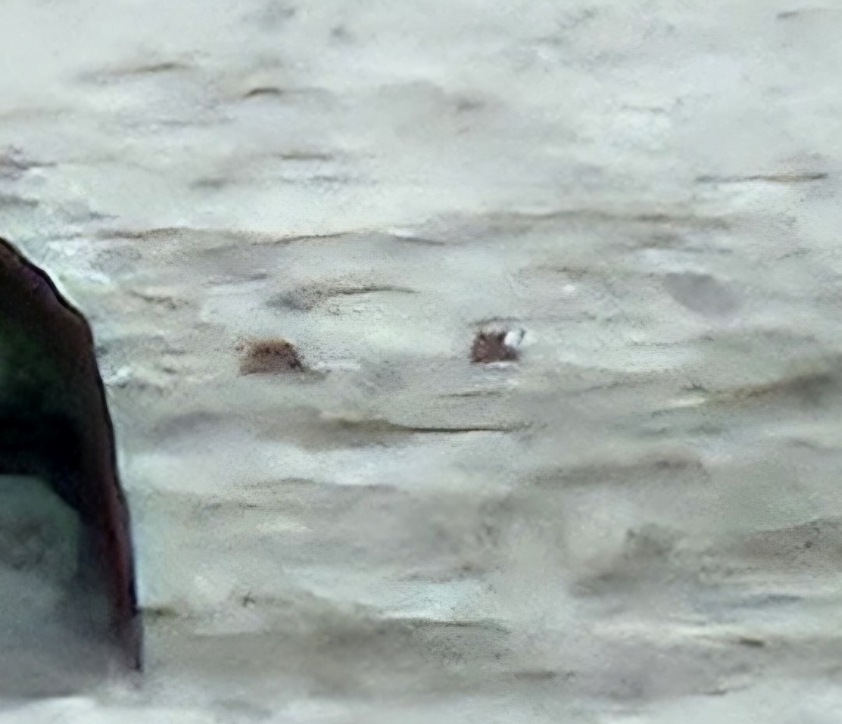 Eurasian Wigeon - ML633662916