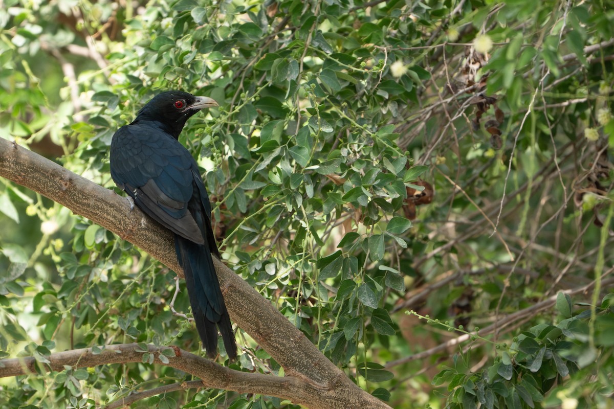 Koel - ML633662929