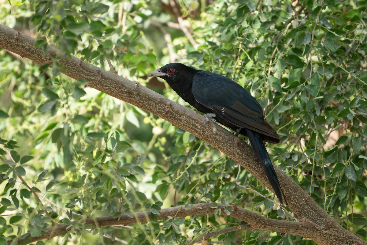 Koel - ML633662992