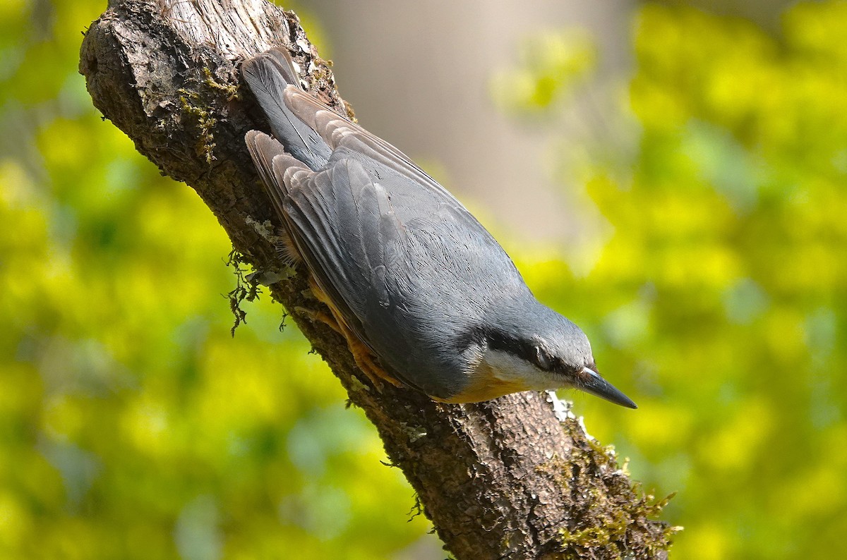 Eurasian Nuthatch - ML633663034