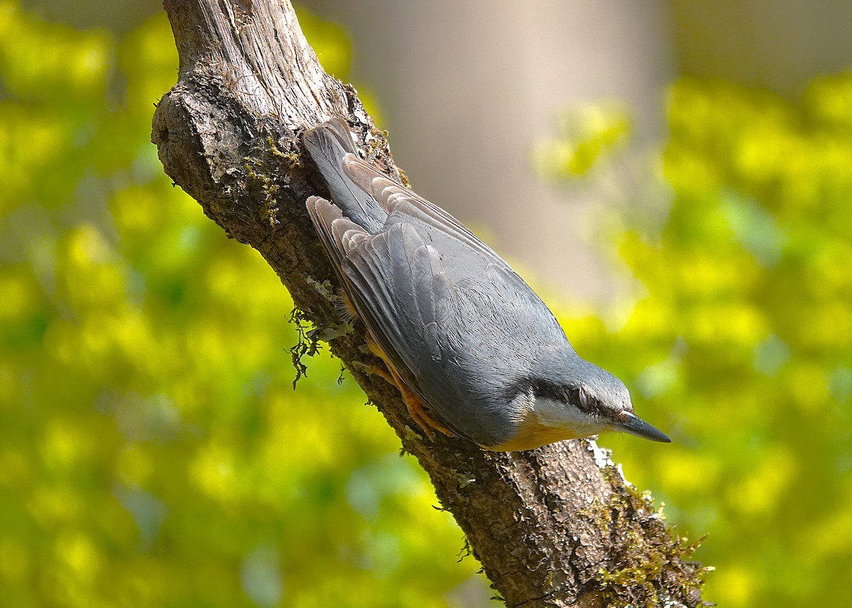 Eurasian Nuthatch - ML633663035