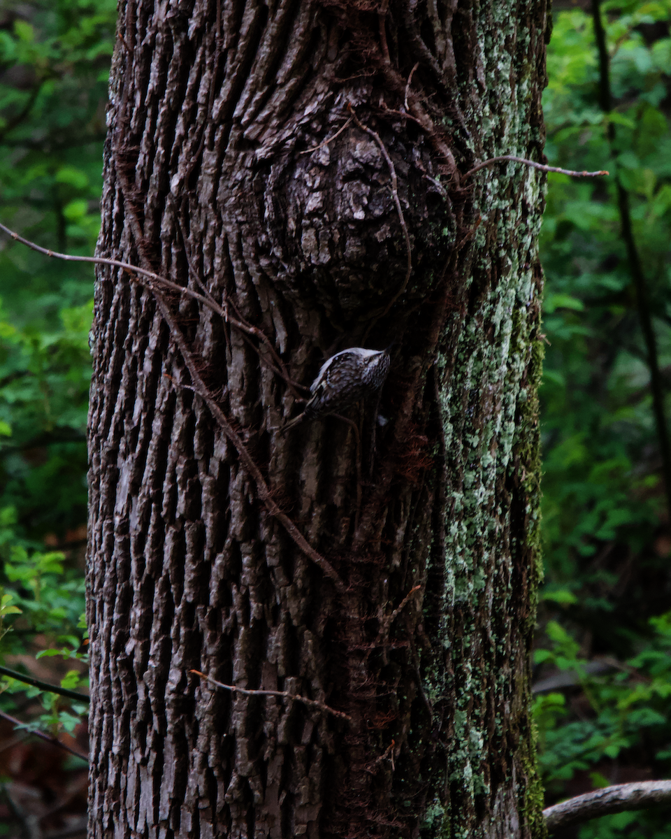 Brown Creeper - ML633663122