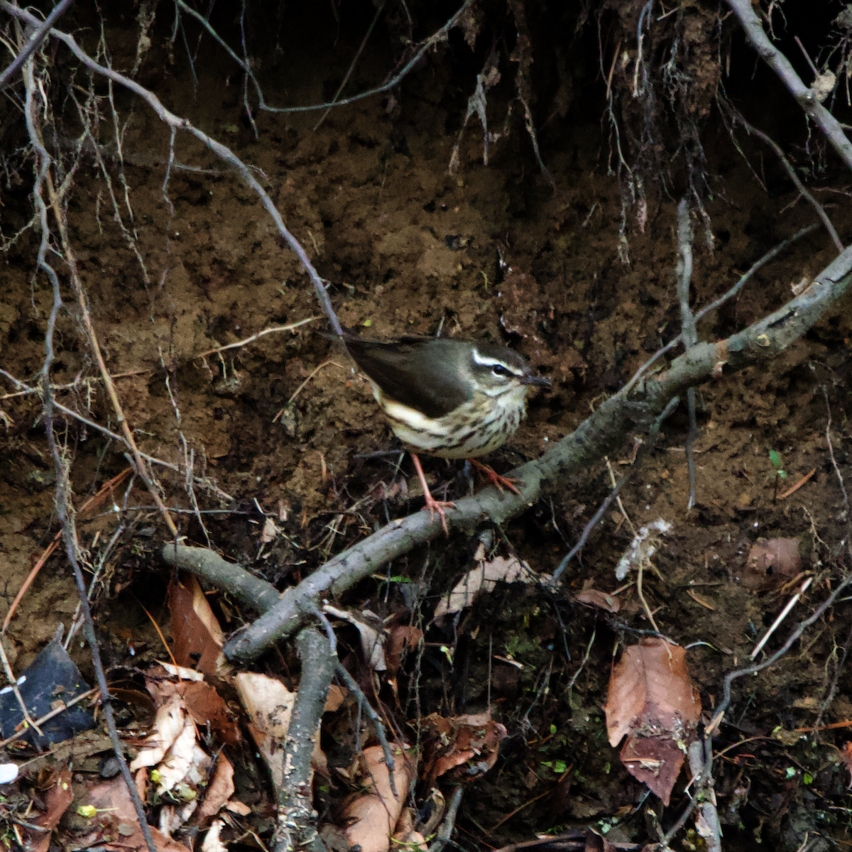 Louisiana Waterthrush - ML633663166