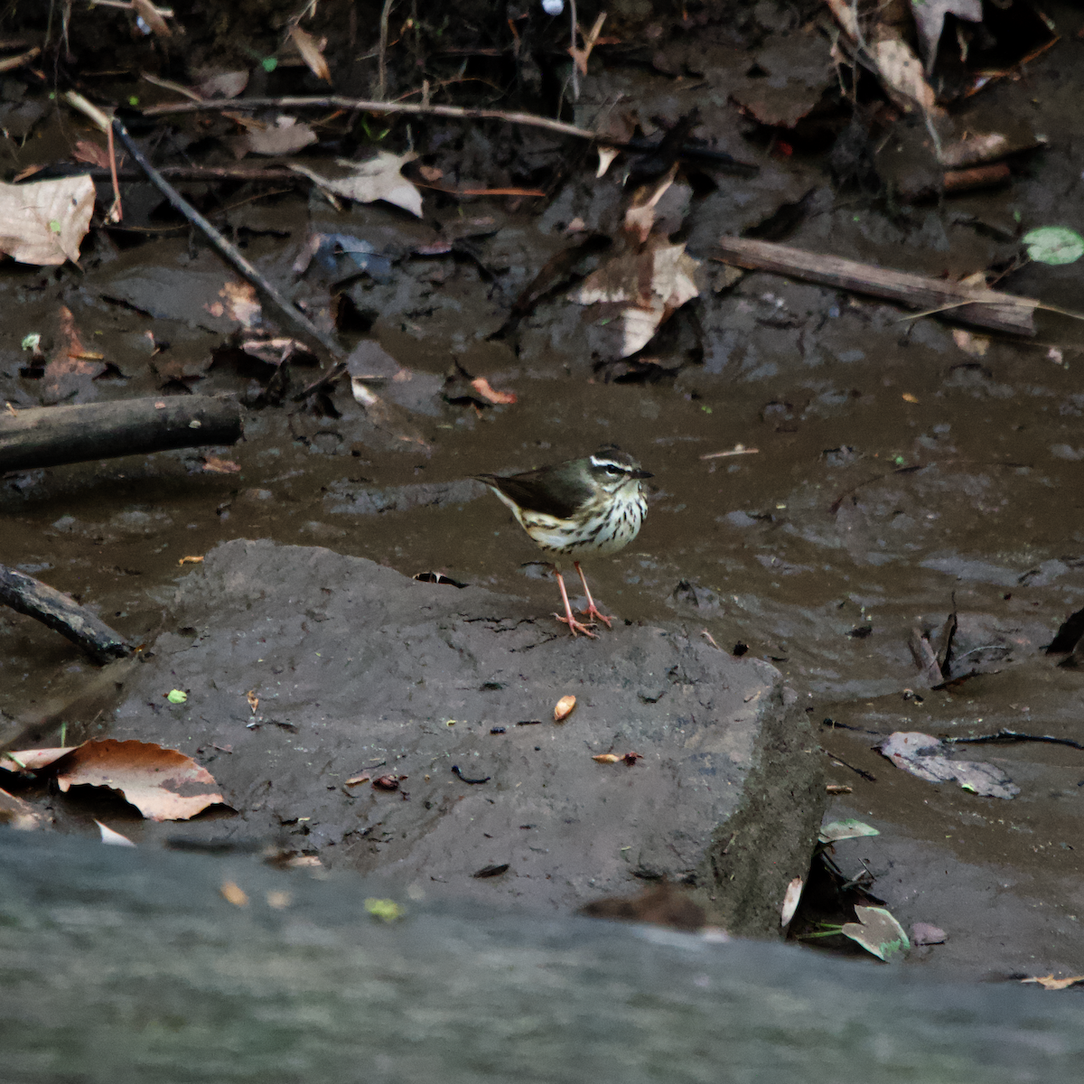 Louisiana Waterthrush - ML633663167