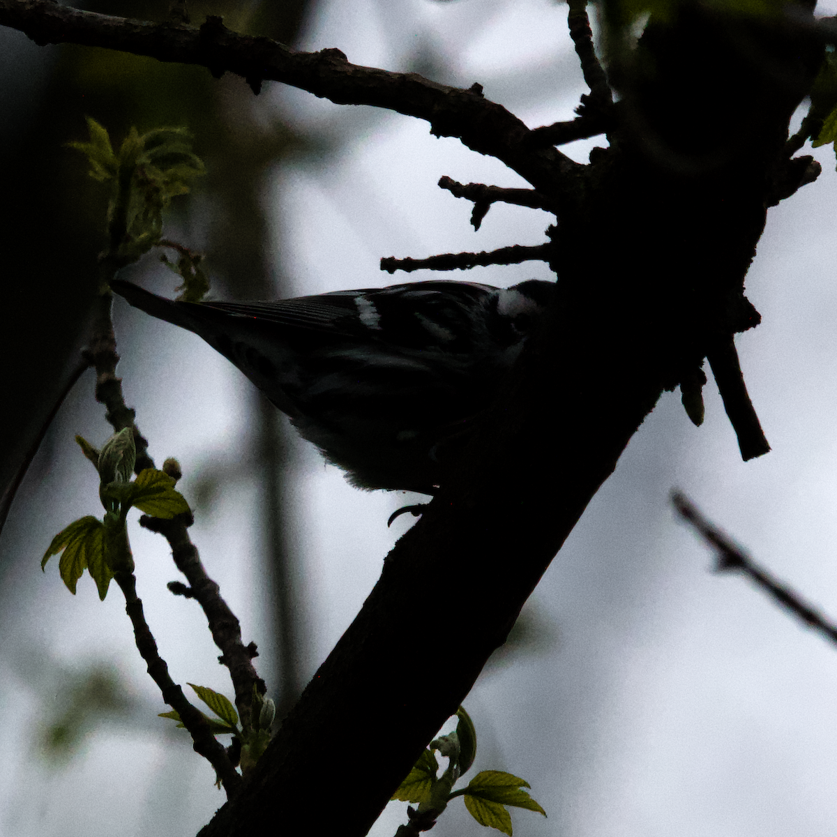 Black-and-white Warbler - ML633663181