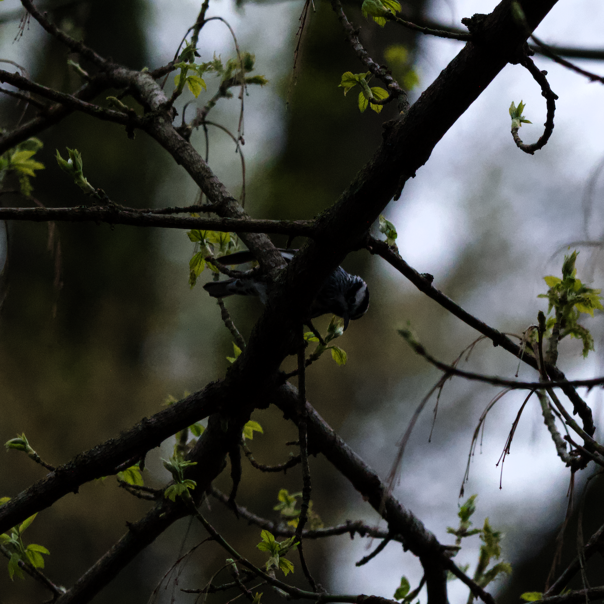 Black-and-white Warbler - ML633663182