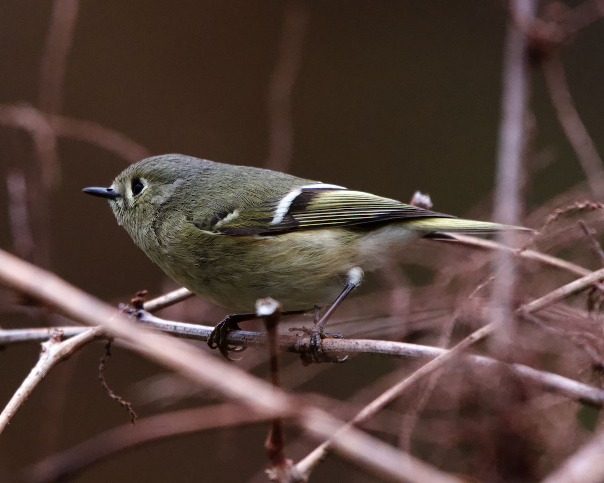 Ruby-crowned Kinglet - ML633663197