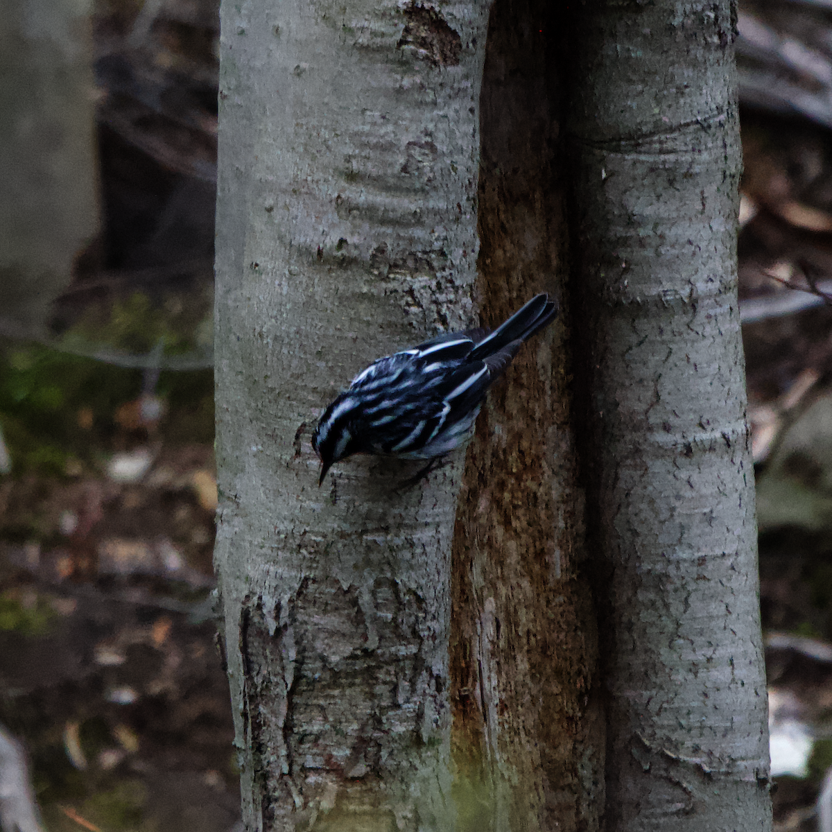 Black-and-white Warbler - ML633663214