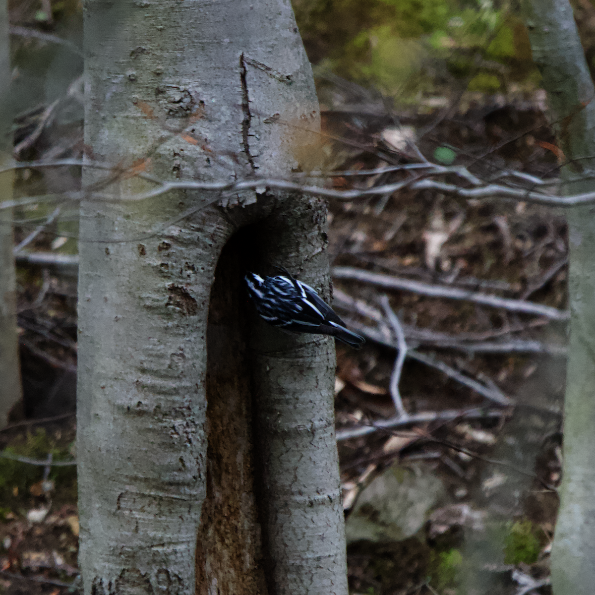 Black-and-white Warbler - ML633663215