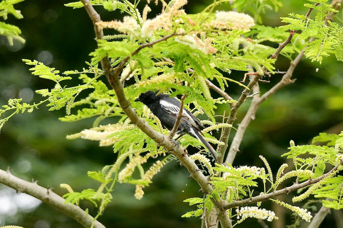 Carbonero Negro - ML633663236