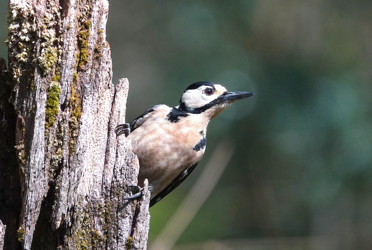 Great Spotted Woodpecker - ML633663283