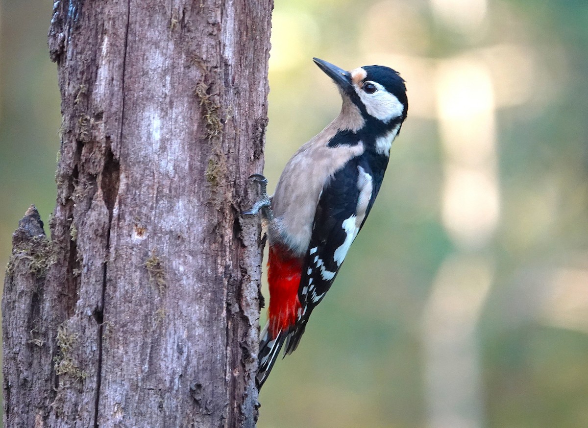 Great Spotted Woodpecker - ML633663284