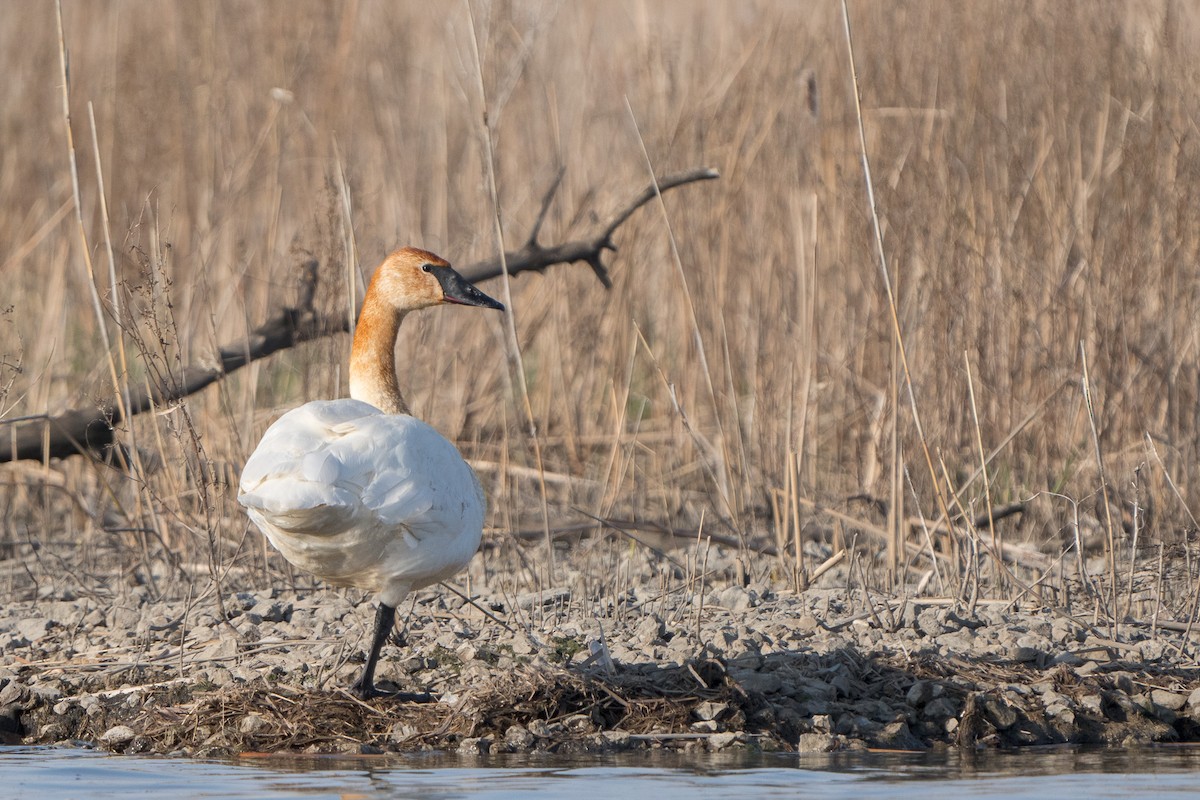 Trumpeter Swan - ML633663314