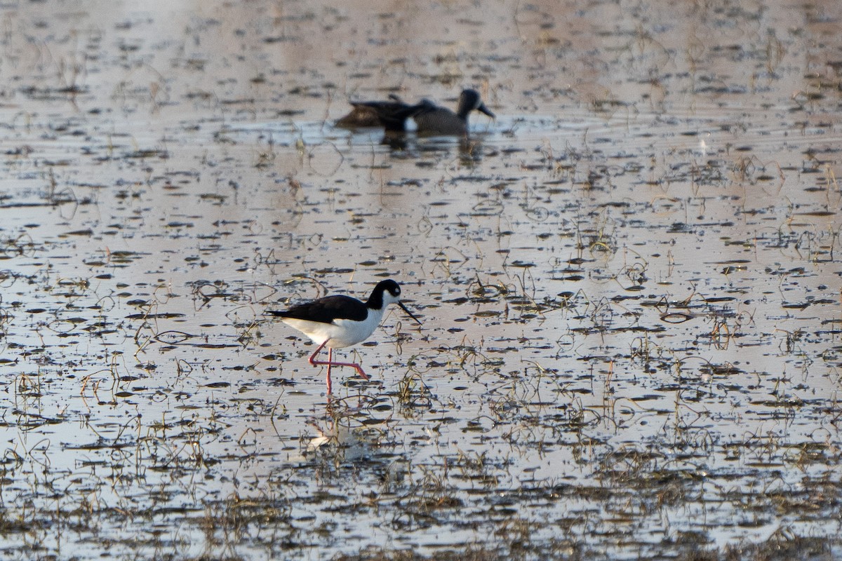 Black-necked Stilt - ML633663325